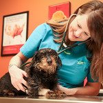 Pet Urgent Care - Springfield, MO