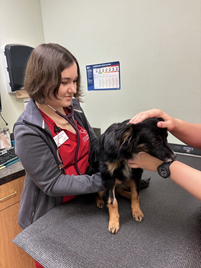 Pet Wellness Care Springfield Mo Healing Paws Veterinary Clinic