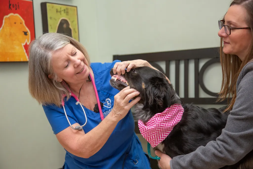 pet dental care,veterinary dentistry,Springfield MO