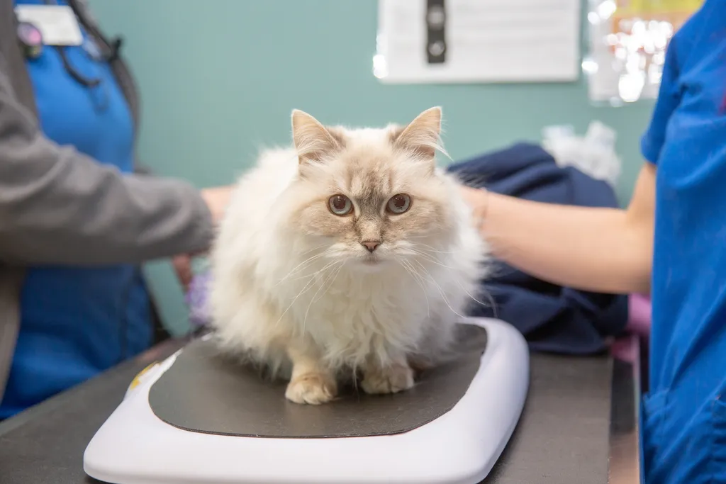 radiology vet,pet imaging Springfield MO