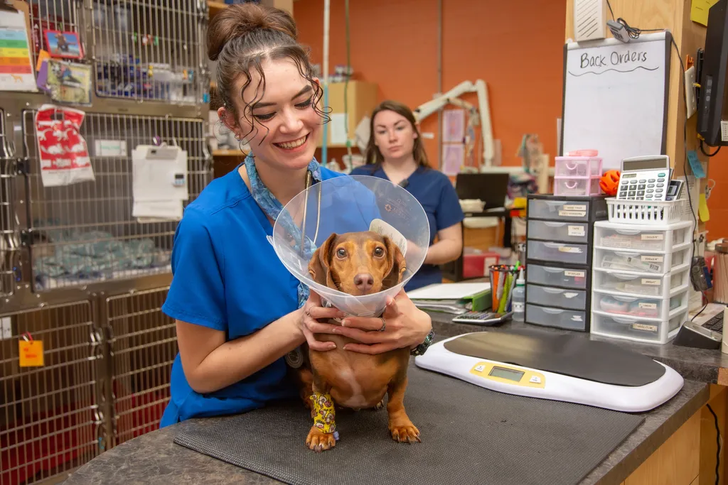 gentle vet care,compassionate vet,Springfield vet