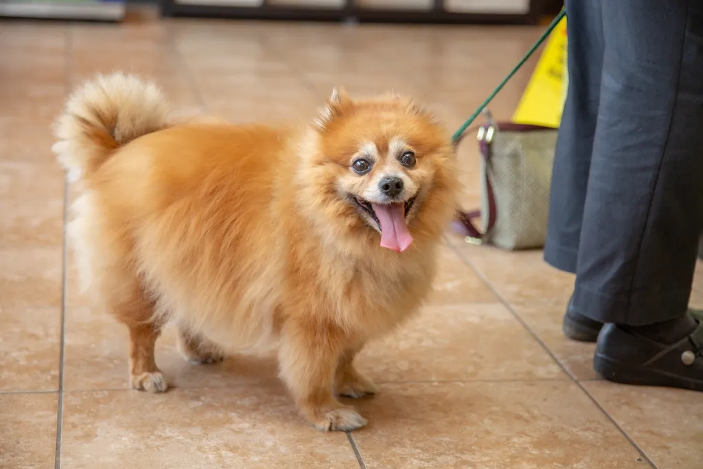 urgent care,emergency vet Springfield MO